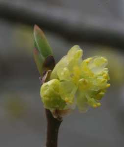 Lindera benzoin male flower