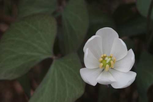 Jeffersonia diphylla or twinleaf closeup