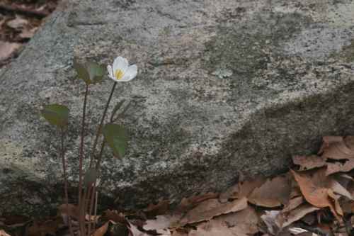 Jeffersonia diphylla or twinleaf near rock