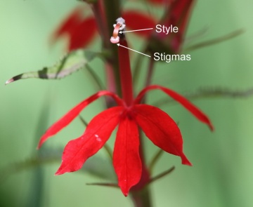 Lobelia cardinalis Cardinal Flower female phase